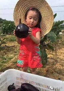 高明吃瓜视频大全最新,揭秘娱乐圈幕后故事 第1张 高明吃瓜视频大全最新,揭秘娱乐圈幕后故事 第1张